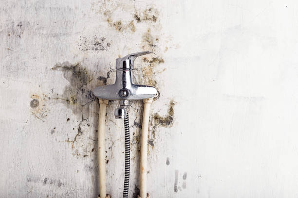 Best Fast Mold Removal  in Union, KY