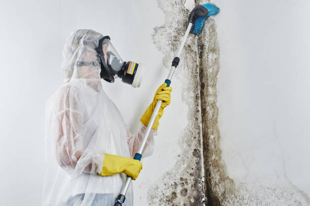 Trusted Union, KY Mold Removal Experts