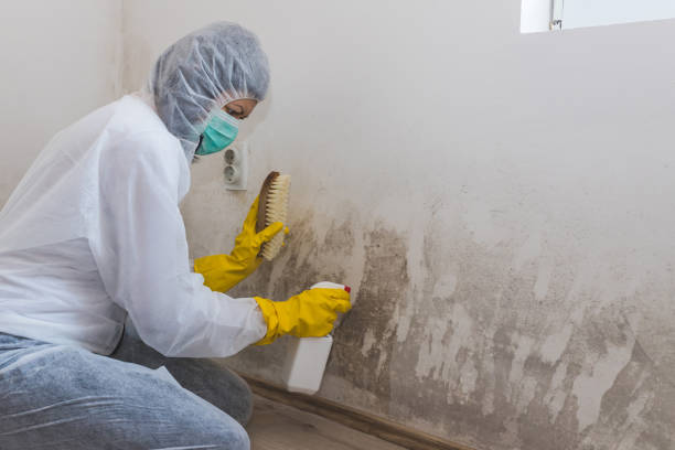 Best Crawl Space Mold Removal  in Union, KY
