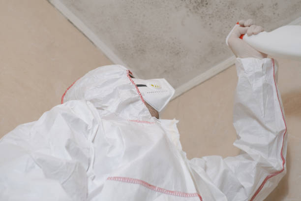Best Attic Mold Removal  in Union, KY