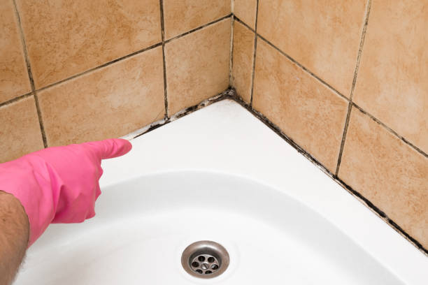 Best Mold Damage Repair  in Union, KY